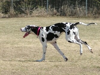 The Beautiful Great Dane Danes Wallpaper