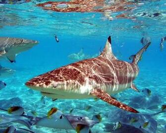 Beautiful Wallpaper Shark Desktop