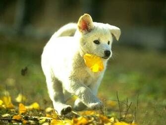Animals Wallpaper Desktop Cool