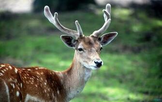 Best Deer Wallpaper Awesome Beautiful Deers