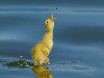 Similar Galleries Duck Hunting Wallpaper HD Unlimited