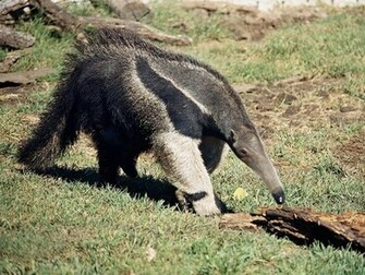 Anteater Wallpaper Jpg