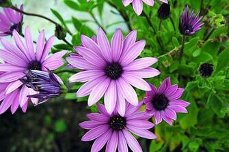 Barcelona Photo Purple Spring Flowers In