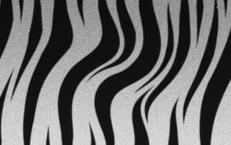Zebra Stripes Wallpaper Digital Art
