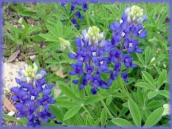 Texas Bluebonnet Flowers Desktop Wallpaper Background Vector