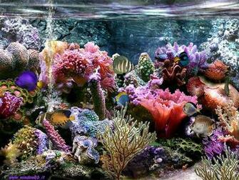 Top Screensavers Screensaver Per Pc Gratis Acquario