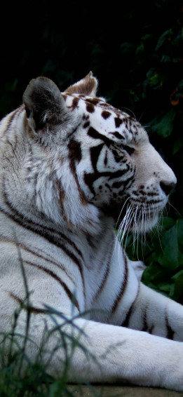 White Tiger Phone Wallpaper