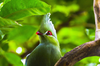 Photography Animals Birds Wallpaper HD