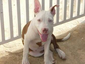 Related Pictures Red Nose Pitbull Wallpaper Car