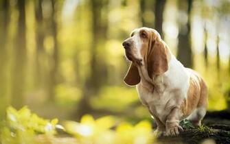 Best Hound Dog Background Funny