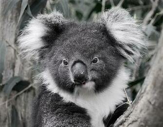 Fat Koala Wallpaper HD Full Size Wallpapermine
