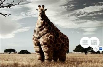 Funny Animals With Sayings Cool HD Wallpaper