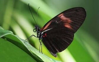 Black Butterfly Wallpaper