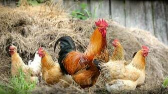 Wallpaper Cock And Hens Chickens UHD 4k Picture Image