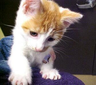 Orange White Kitten On My