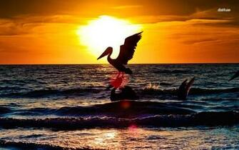 Pelican Silhouettes Wallpaper Animal