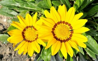 Widescreen HD Wallpaper Nature Flowers Wild Flower