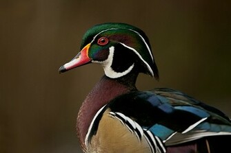 Wood Duck Wallpaper Jpg