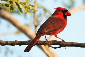 Field Notes And Photos Red Birds Flowers