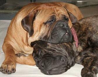 Types Of Bullmastiff Dogs Cool Wallpaper Dogbreedswallpaper