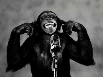 All Wallpaper Funny Monkey