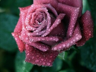 Purple Rose Flowers Flower HD Wallpaper Image Pictures Tattoos