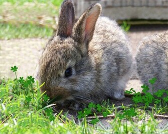 Bunny Rabbit Wallpaper Desktop Background
