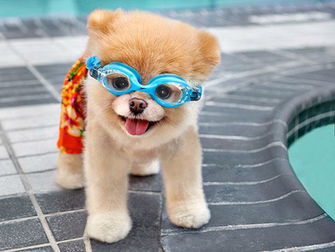 Animal Boo Wallpaper Desktop Background For HD