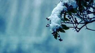 Winter Flower Picture HD Desktop Wallpaper 4k