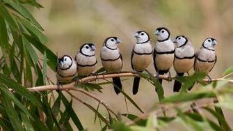 Barred Finches Bing Wallpaper