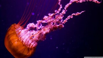 Jellyfish Sealife Wallpaper