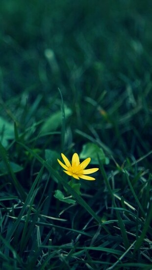 Small Yellow Flower iPhone Wallpaper Wsm272371815