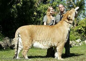 Liger Wallpaper