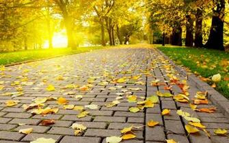 Nice Background Desktop Nature