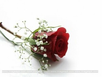 Single Red Rose Wallpaper