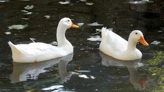 Ducks Wallpaper Barbaras HD