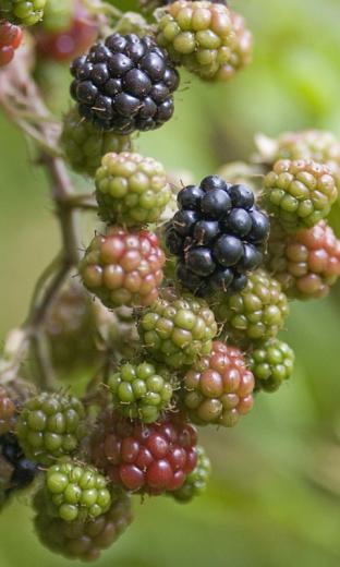 Blackberry HD Live Wallpaper For Android