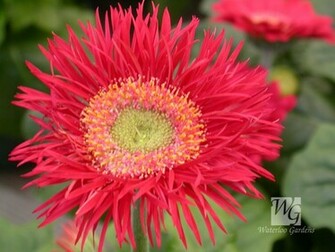 Gerber Daisy Flowers Trees Plants