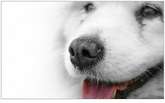 Samoyed Wallpaper For Desktop Animal Planet HD