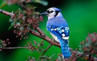 Wallpaper Flowers On The Bright Feathers Of Birds Photo
