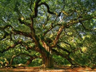 Angel Oak Tree Wallpaper Wallpaperin4k Net