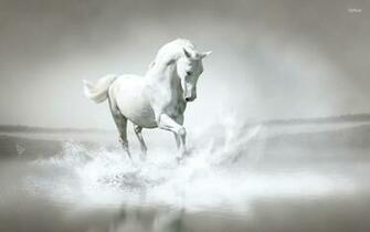 Luxury White Horse Animal Wallpaper HD Pure