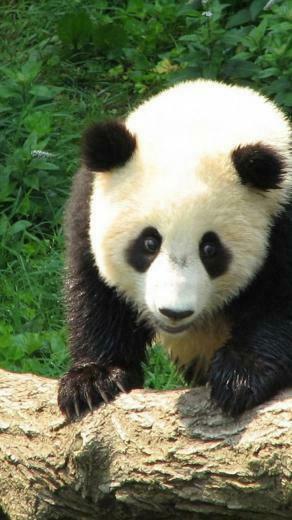 Cute Panda iPhone Wallpaper Background And Themes