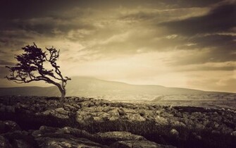 Tree Sepia Wallpaper Stock Photos