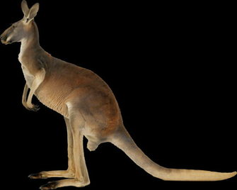 Kangaroo Png Transparent Image Background