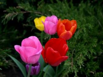 Desktop Wallpaper Tulips