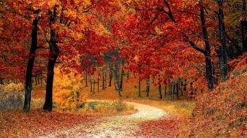 HD Fall Aesthetic Wallpaper Cool