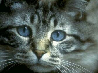Related Wallpaper Animals Cats Cute Kitten