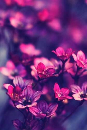 Lila Blumen iPhone Wallpaper Most Beautiful For