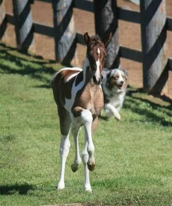 American Saddlebred
